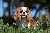 CAVALIER KING CHARLES 324